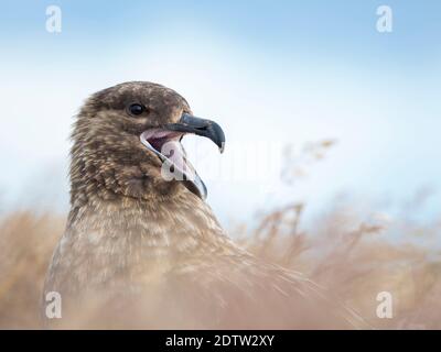 Falkland Skua ou Brown Skua (Stercorarius antarcticus, la taxonomie exacte est en litige). Ce sont les grands skuas du sud polaire et subpolaire Banque D'Images