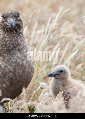 Poussin. Falkland Skua ou Brown Skua (Stercorarius antarcticus, la taxonomie exacte est en litige). Ce sont les grands skuas du Sud polaire et su Banque D'Images