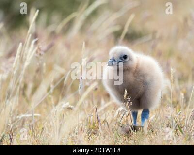 Poussin. Falkland Skua ou Brown Skua (Stercorarius antarcticus, la taxonomie exacte est en litige). Ce sont les grands skuas du Sud polaire et su Banque D'Images