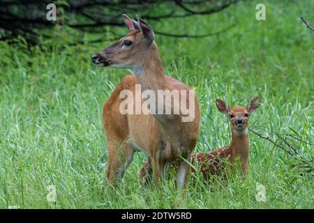 Une mère de cerf de Virginie garde une attention particulière sur son nouveau bébé fauve. Banque D'Images