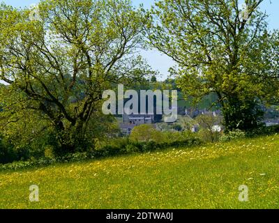 Champ de buttercups au début de l'été paysage à la campagne près de Brassington dans le Derbyshire Dales partie du Peak District Angleterre Royaume-Uni. Banque D'Images