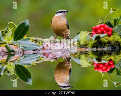 Aberystwyth, Ceredigion, pays de Galles, Royaume-Uni. 22 décembre 2020. Les oiseaux de jardin britanniques se nourrissent autour d'une petite piscine au milieu du pays de Galles le premier jour de l'hiver. Credit: Phil Jones/Alamy Live News Banque D'Images