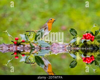 Aberystwyth, Ceredigion, pays de Galles, Royaume-Uni. 22 décembre 2020. Les oiseaux de jardin britanniques se nourrissent autour d'une petite piscine au milieu du pays de Galles le premier jour de l'hiver. Credit: Phil Jones/Alamy Live News Banque D'Images