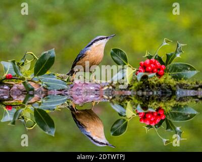 Aberystwyth, Ceredigion, pays de Galles, Royaume-Uni. 22 décembre 2020. Les oiseaux de jardin britanniques se nourrissent autour d'une petite piscine au milieu du pays de Galles le premier jour de l'hiver. Credit: Phil Jones/Alamy Live News Banque D'Images