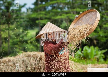 Ubud, île de Bali, Indonésie - 25 mars 2017 : agriculteur indonésien, femme récoltant des céréales de riz dans un champ de riz. Plantation traditionnelle de riz Banque D'Images