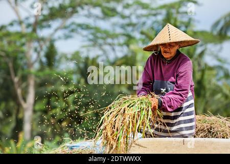 Ubud, île de Bali Indonésie - 25 mars 2017 : une agricultrice indonésienne moissonne des céréales de riz dans un champ en terrasse. Plantation traditionnelle de riz Banque D'Images