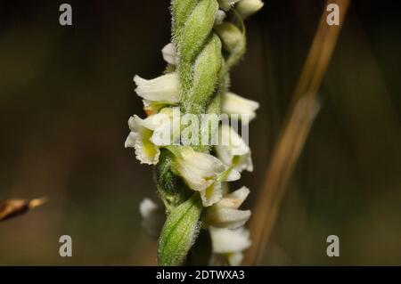 Automne femmes Tresses Orchid, Spiranthes spiralis pousse sur un sol calcaire sur craie, calcaire et dunes.Août et septembre. Harrys Walls, St Mary Banque D'Images