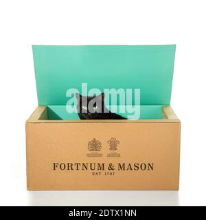 Chat domestique noir à poil court qui sort de Fortnum et Boîte en carton Mason sur fond blanc Banque D'Images