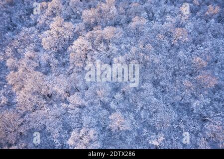 Un drone aérien survole une forêt d'hiver gelée. Arbres couverts de neige et de gel. Photographie de paysage Banque D'Images
