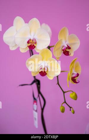 Le phalaenopsis de luxe est photographié de près sur fond coloré Banque D'Images