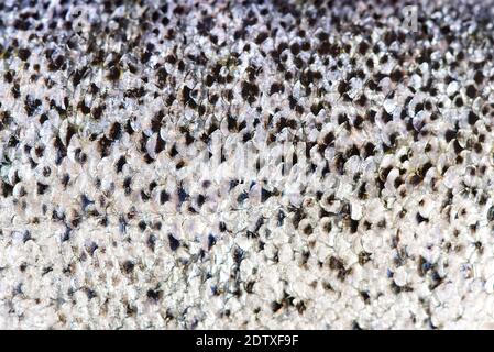 Texture macro de la peau du poisson de saumon frais brut pour le fond Banque D'Images