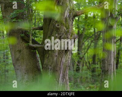 Vieux hêtre. Les bois Hainich en Thuringe, parc national et une partie du patrimoine mondial de l'UNESCO - forêts de Beech primitives des Carpates et t Banque D'Images