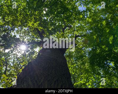 L'Alte Eiche (vieux chêne), l'un des plus anciens arbres du NP. La forêt de Hainich en Thuringe, parc national et une partie du patrimoine mondial de l'UNESCO Banque D'Images