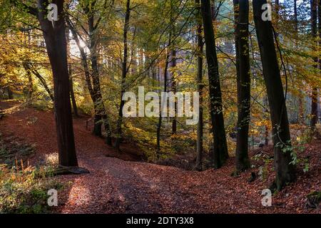 Forêt de Delamere en automne, Delamere, Cheshire, Angleterre, Royaume-Uni Banque D'Images