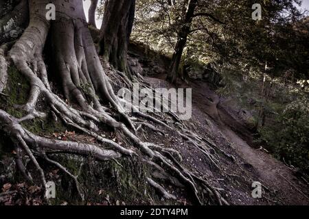 Beech Tree Roots and Crags above Footpath, Alderley Edge, Cheshire, Angleterre, Royaume-Uni Banque D'Images