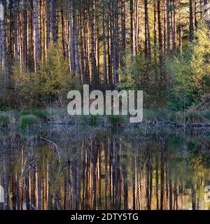 Lac tranquille dans la forêt de Delamere, Cheshire, Angleterre, Royaume-Uni Banque D'Images
