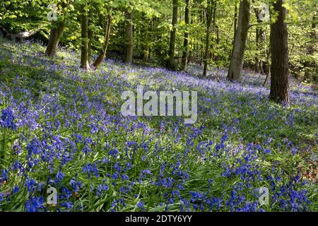 Bluebells anglais, Vale Royal Woods, Cheshire, Angleterre, Royaume-Uni Banque D'Images