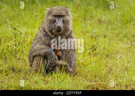 Chacma babouin (Papio ursinus) mère hugs jeune bébé mignon babouin, Lac Mutanda, Ouganda. Banque D'Images