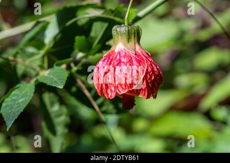 Gros plan d'une lanterne chinoise (abutilon pictum) fleur en fleur Banque D'Images