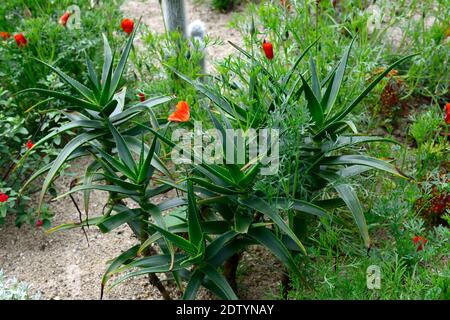 Aloès,Cleistocactus sausii,Eschscholzia californica,pavot californien,torche argentée, torche laolique,cactus,catci,succulent,succulents,fleurs d'orange, Banque D'Images