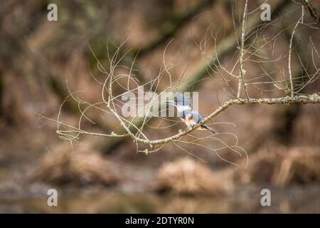 Une femme mature, un kingfisher avec ceinture, perchée sur une branche l'eau dans les zones humides lors d'une journée bien remplie en fin d'hiver Banque D'Images