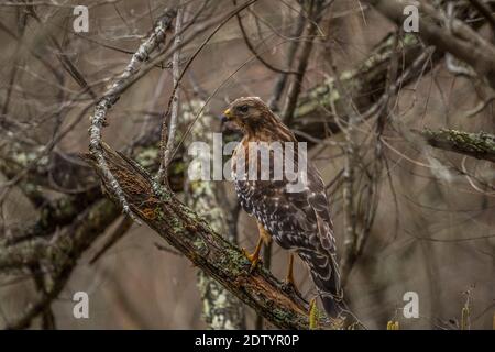 Un faucon de cooper adulte perché sur une branche d'arbre en décomposition au fond de la forêt, à la recherche de proies en fin d'hiver Banque D'Images