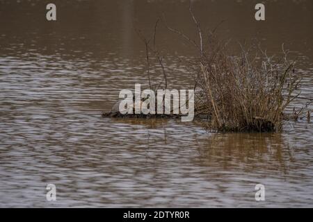 Un groupe de tortues peintes se sont rassemblées sur une plante île sur l'eau aux zones humides bains de soleil sur un journée chaude à la fin de l'hiver Banque D'Images