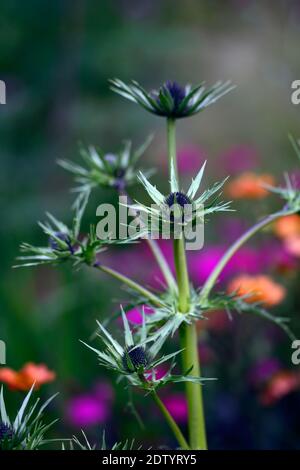 Eryngium guatemalense,fleurs,fleurs,à bordure mixte,chardon ornement,jardins,RM Floral Banque D'Images
