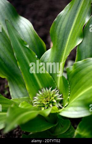 Eucomis bicolore,nénuphar bicolore,fleur émergente,feuilles,feuillage,rosette de feuilles,rosette de feuilles,whorl,feuilles,feuillage,RM Banque D'Images