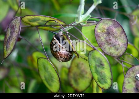 lunaria annua,honnêteté,têtes de semis,graines,graines de graines,graines de graines,graines de graines,tête de graines,escargot,escargots,fixer,attaché,attaché,caché,cacher,jardin faune,jardins,sn Banque D'Images