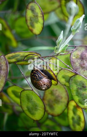 lunaria annua,honnêteté,têtes de semis,graines,graines de graines,graines de graines,graines de graines,tête de graines,escargot,escargots,fixer,attaché,attaché,caché,cacher,jardin faune,jardins,sn Banque D'Images