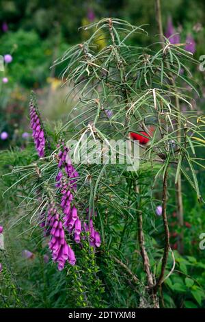 Olearia lacunosa,étroit,brun foncé,feuilles,feuillage,arbre juvénile,digitalis purpurea,foxglove,foxgloves,fleurs violettes,combinaison mixte,plantin inhabituel Banque D'Images