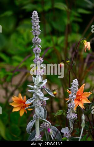 Stachys byzantina,oreille d'agneau,fleur de dahlia orange,fleurs de dahlia orange,fleurs,fleurs,fleurs,fleurs,bordure,lit,plan de plantation,mélange,combinaison,argent foli Banque D'Images