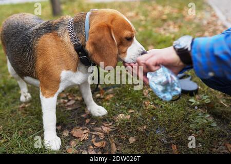 Le propriétaire a donné aux chiens Beagle l'eau de la bouteille à boisson Banque D'Images