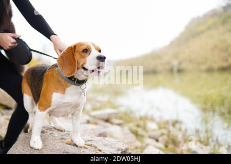 Chien Beagle debout sur la pierre près de l'étang Banque D'Images