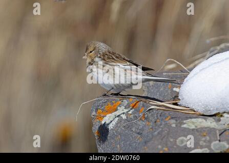 Twite (Carduelis flavirostris brevirostris) mâle perché au bord de la falaise en Géorgie Mai Banque D'Images