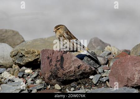 Twite (Carduelis flavirostris brevirostris) mâle perché sur la roche de Géorgie Mai Banque D'Images