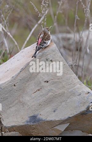 Twite (Carduelis flavirostris brevirostris) mâle perché sur la roche de Géorgie Mai Banque D'Images