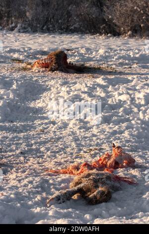 Cerf mort sur le champ enneigé tué par une attaque de loup pendant l'hiver froid en Lettonie. Banque D'Images