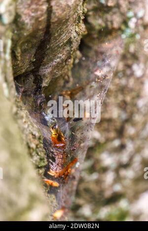 Goutte de résine entrouée par toile d'araignée sur le tronc de l'arbre Banque D'Images