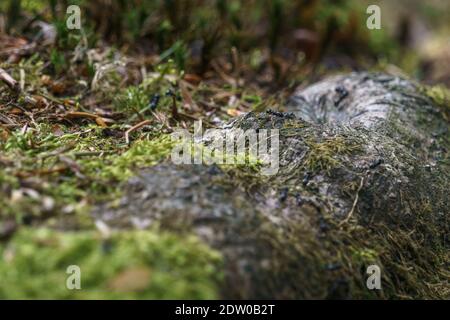 Fourmis tournant sur des racines d'arbre couvertes de mousse dans le forêt Banque D'Images