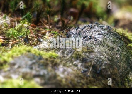 Fourmis tournant sur des racines d'arbre couvertes de mousse dans le forêt Banque D'Images