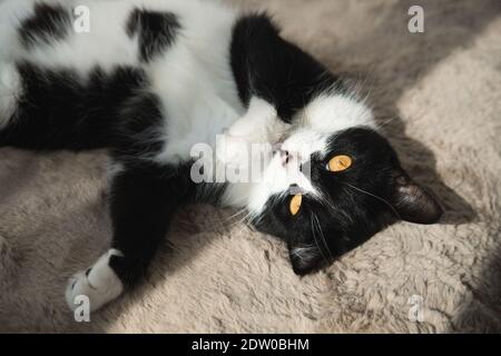 Drôle mignon chat Tuxedo noir et blanc couché dans le soleil sur une couverture souple près de la fenêtre sur le rebord de la fenêtre et regarder à l'appareil photo Banque D'Images