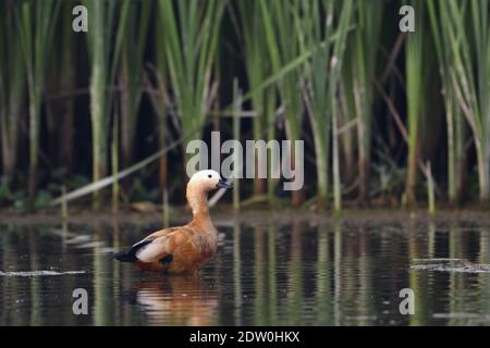 Ruddy Shelduck est debout dans la zone humide Banque D'Images