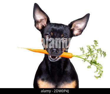 chien craquant de prague avec une carotte végétalienne saine en bouche , isolé sur fond blanc Banque D'Images