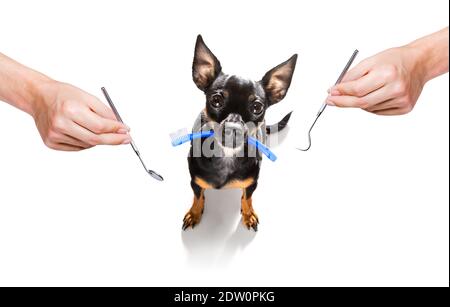 chien de prague tenant une brosse à dents avec la bouche chez le dentiste, isolé sur fond blanc Banque D'Images