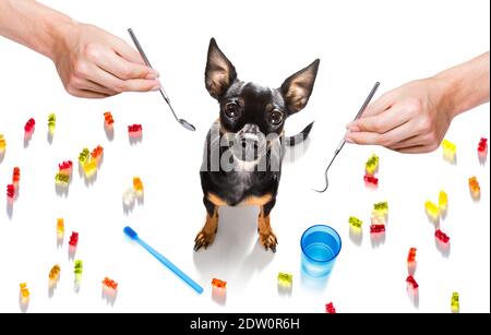 chien de prague tenant une brosse à dents avec la bouche chez le dentiste, isolé sur fond blanc Banque D'Images