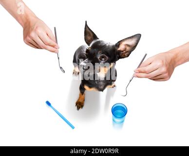 chien de prague tenant une brosse à dents avec la bouche chez le dentiste, isolé sur fond blanc Banque D'Images