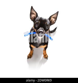 chien de prague tenant une brosse à dents avec la bouche chez le dentiste, isolé sur fond blanc Banque D'Images