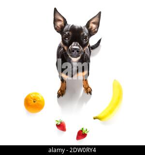 chien de prague avec des fruits sains , isolé sur fond blanc Banque D'Images